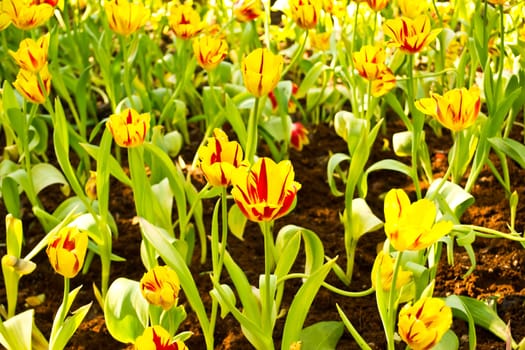 Tulips in the garden