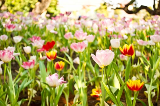 Tulips in the garden