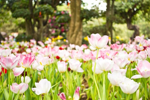 Tulips in the garden