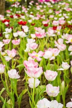 Tulips in the garden