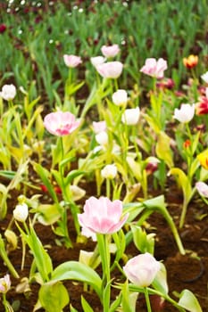 Tulips in the garden