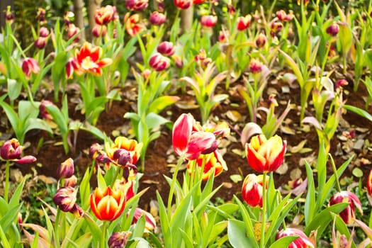 Tulips in the garden