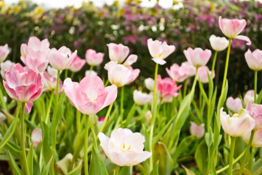 Tulips in the garden