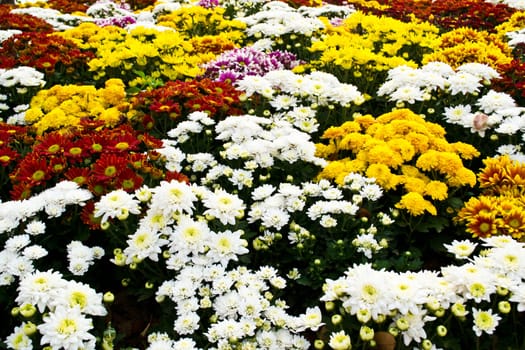 Marigold flowers in the garden colorful