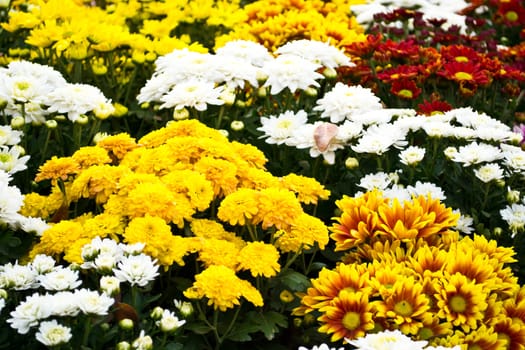 Marigold flowers in the garden colorful