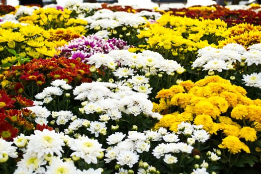 Marigold flowers in the garden colorful