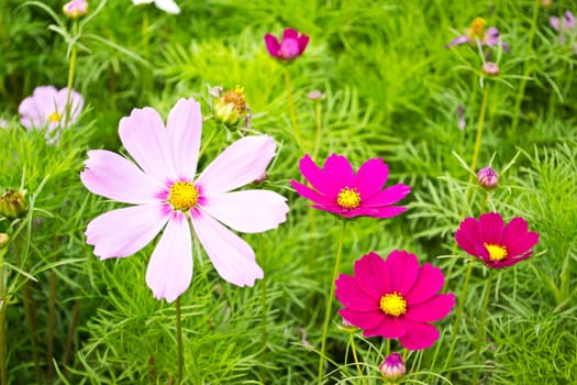 Cosmos flowers background