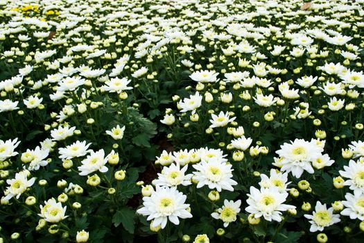 white chrysanthemums