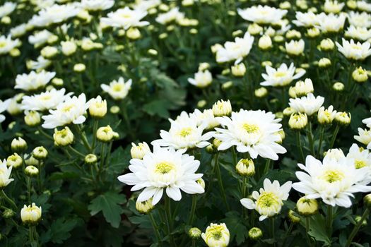 white chrysanthemums