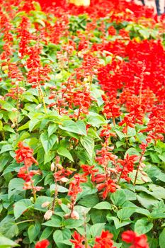 salvia flower