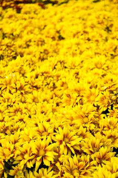 yellow chrysanthemum background