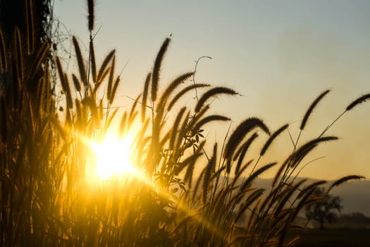 Grass at summer sunset