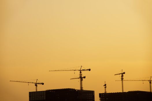 Group of cranes silhouette at sunset