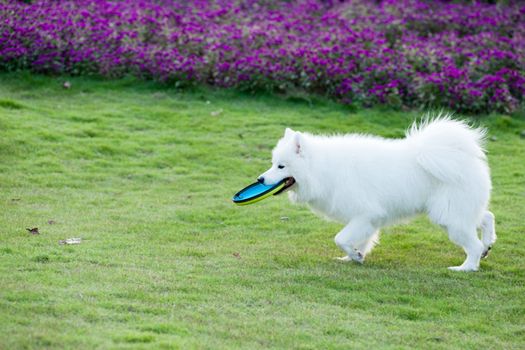 Samoyed dog running and hold a dish in mouth