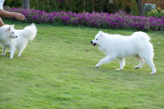 Samoyed dog running to the master