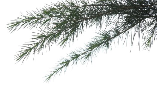 Pine branch isolated against white background