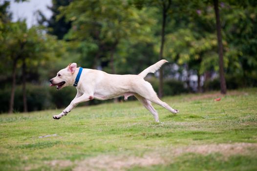 White labrador dog running on the lawn