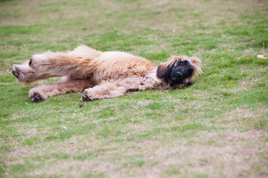 Afghan hound dog lying on the lawn