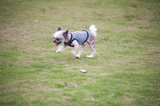 Chihuahua dog running on the lawn