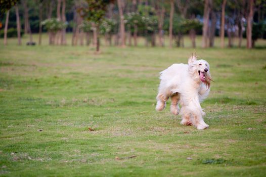 Afghan hound dog running on the lawn