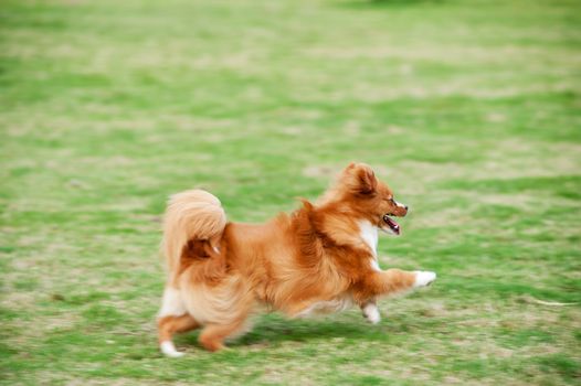 Pomeranian dog running fast on the lawn