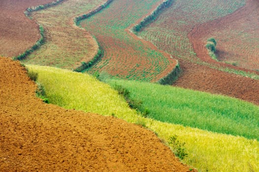 Wheat field landscape in Dongchuan district, Kunming city, Yunnan province of China