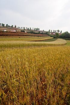 Wheat field landscape in Dongchuan district, Kunming city, Yunnan province of China