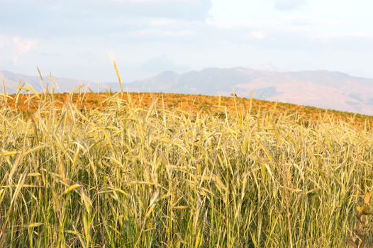 Wheat field in Dongchuan district, Kunming city, Yunnan province of China