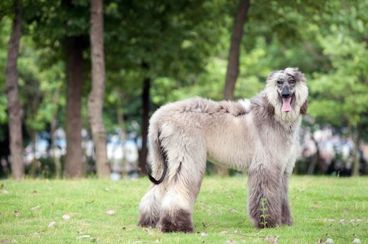 An afghan hound dog standing on the lawn