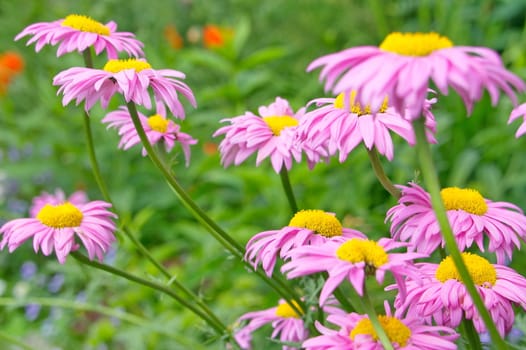 Pink flowers Feverfew on natural green background.