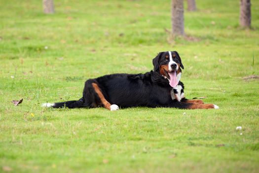 Bernese mountain dog lying on the lawn