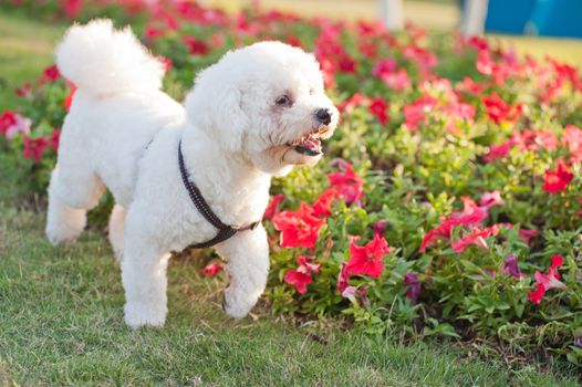 A little poodle dog walking on the lawn