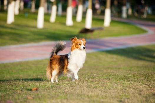 A dog standing on the lawn in the park