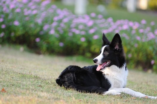 Border collie dog lying on the lawn