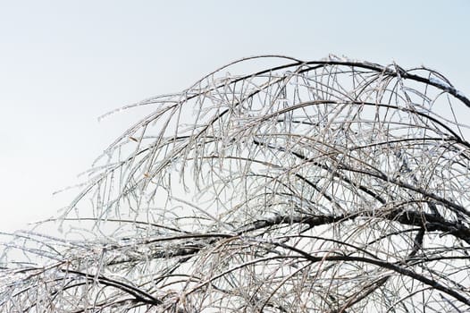 Icy tree branches in Winter