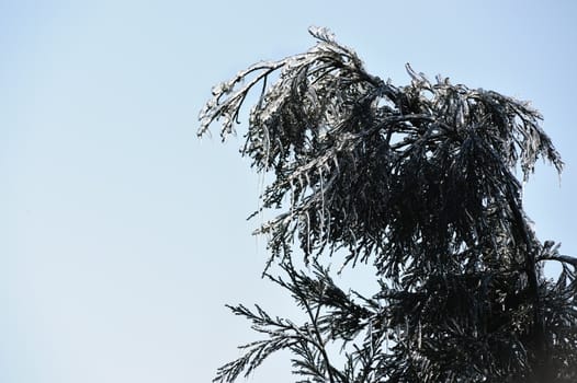 Icy pine tree branch in Winter