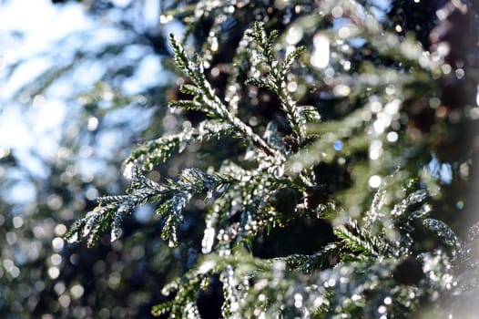 Icy pine tree branch in Winter