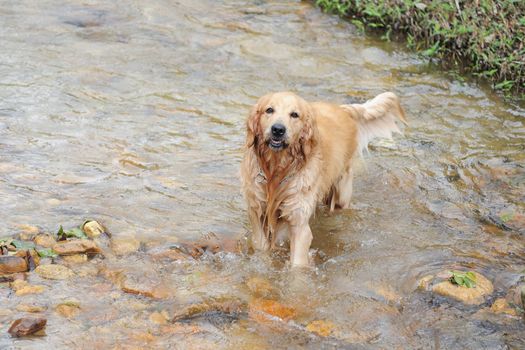 Golden retriever dog playing in the stream