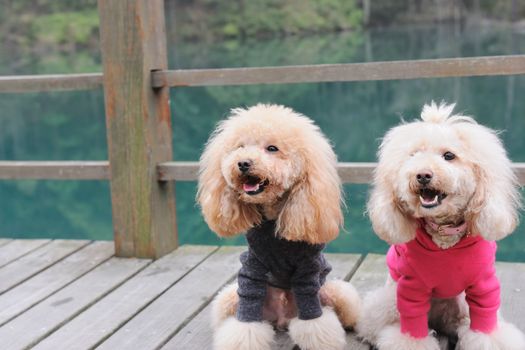 Two poodle dog standing on wooden road near the river