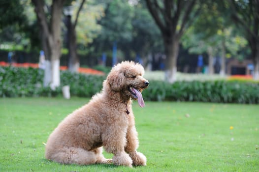 Poodle dog sitting on the lawn in the park