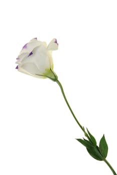 Single balloon flower isolated on white background