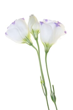 Group of balloon flowers isolated on white background