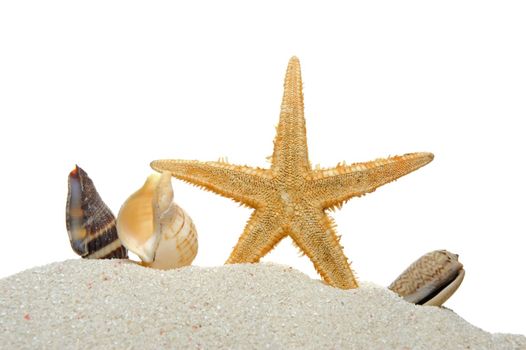 Group of seashells and starfish on the sand isolated on white
