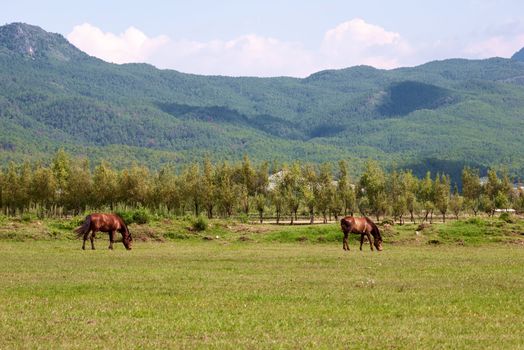 Two horses grazing on the meadow with mountain background in Lijiang, Yunnan province, China