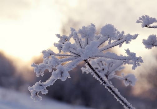 Winter landscape.Winter scene .Frozenned flower