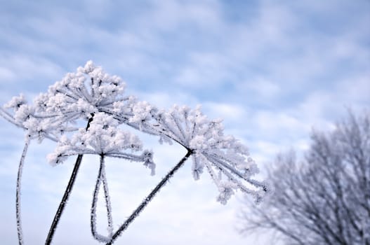 Winter landscape.Winter scene .Frozenned flower