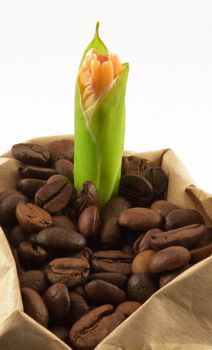 Gentle pink flower bud in a hill of coffee grains