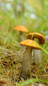 Summer edible mushrooms grown in the grass in the forest