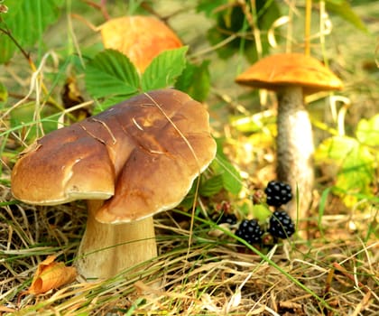 Summer edible mushrooms and blackberries in the woods in the grass