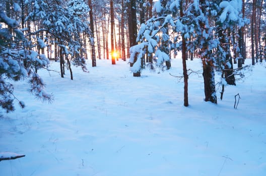 Sunrise.Frosty morning in a mysterious snow-white pine forest
